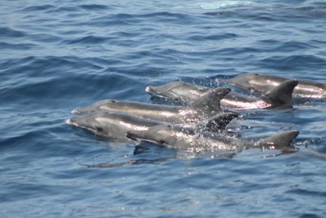 Dolphin and Whales watching cruise from Puerto Rico de Gran Canaria - Hotel pickup from six resort areas