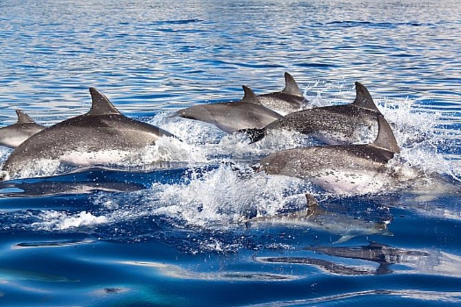 Dolphin and Whales watching cruise from Puerto Rico de Gran Canaria - Searching for dolphins, whales, and pilot whales