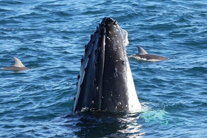 Dolphin & Whale Cruise - A whale search from San Remo Jetty