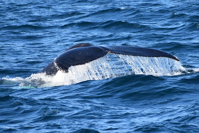 Dolphin & Whale Cruise - Why the winter season matters