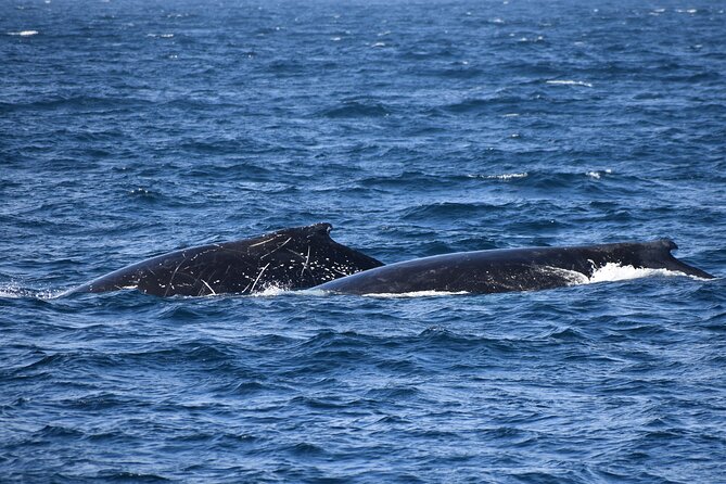 Dolphin & Whale Cruise - Price and value at $96.83