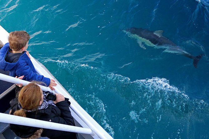 Dolphin & Whale Cruise - What three hours on the catamaran feels like