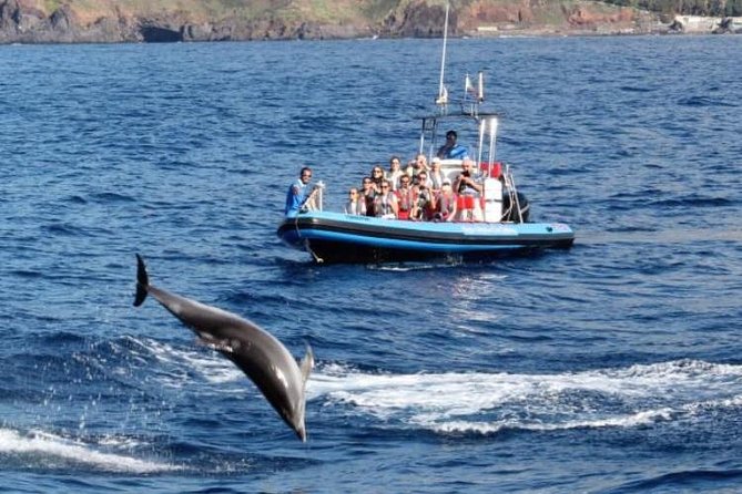 Dolphin - Whale - Turtle - Bird Watching - The guides make a big difference