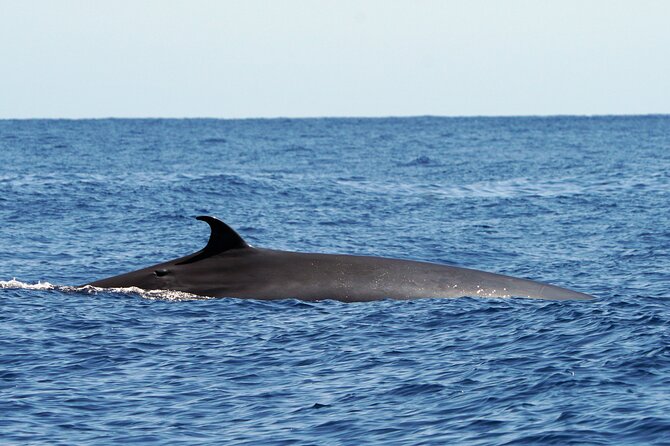 Dolphin - Whale - Turtle - Bird Watching - Is $60.49 good value?