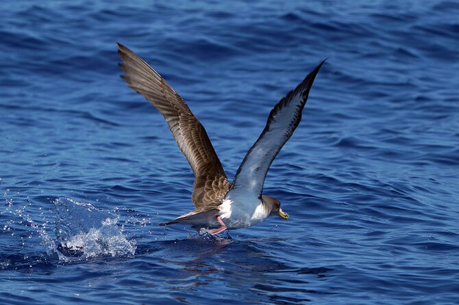 Dolphin - Whale - Turtle - Bird Watching - Conditions, comfort, and choosing your day
