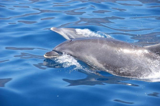 Dolphin - Whale - Turtle - Bird Watching - Who will enjoy this Funchal sea safari