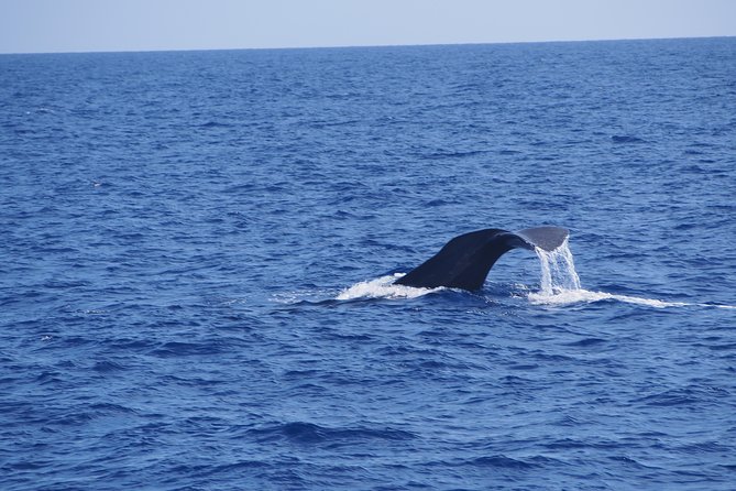 Dolphin - Whale - Turtle - Bird Watching - Dolphins, whales, and the luck factor
