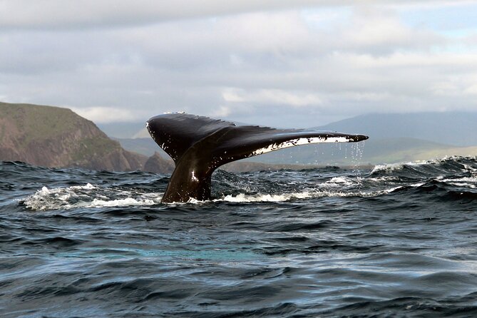 Dolphin & Whale Watching (4hrs) + Blasket Island Landing (3hrs) - From Ventry Pier toward the Blaskets
