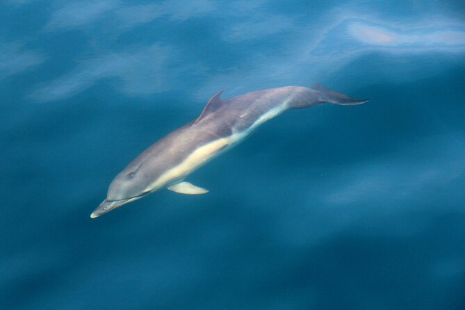 Dolphin & Whale Watching (4hrs) + Blasket Island Landing (3hrs) - Choosing between the loop walk, beach, and seals