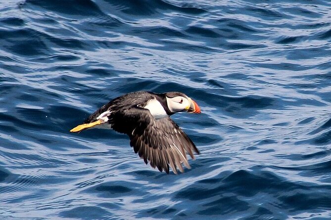 Dolphin & Whale Watching (4hrs) + Blasket Island Landing (3hrs) - Puffins and red deer near Inishvickilaun