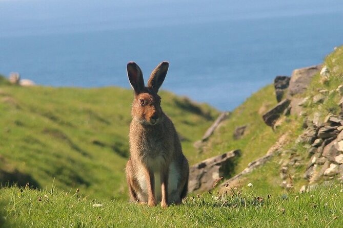 Dolphin & Whale Watching (4hrs) + Blasket Island Landing (3hrs) - What the $155.43 price gives you