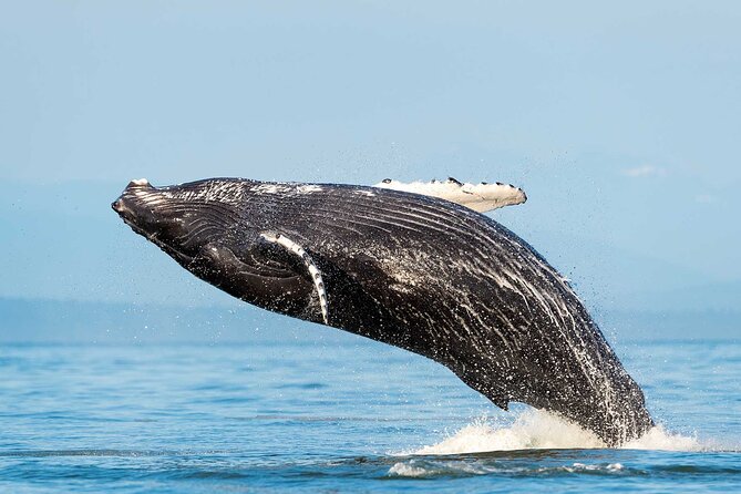 Dolphin & Whale Watching with Marine Biologists - Key points to know before you book