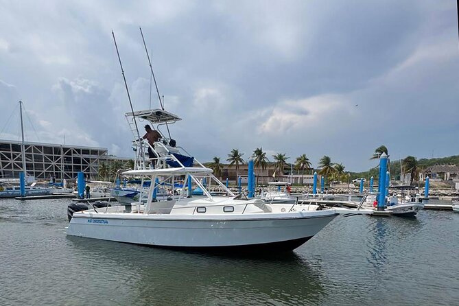 Dolphin & Whale Watching with Marine Biologists - Leaving Chahué Marina at 8:00 a.m.