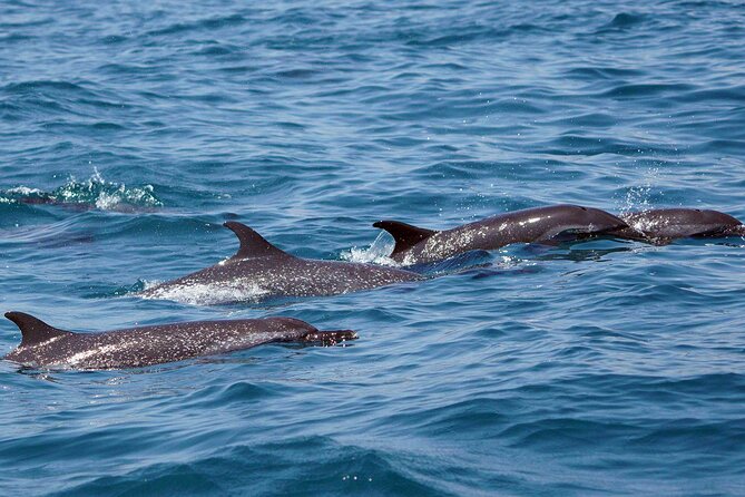 Dolphin & Whale Watching with Marine Biologists - What you might see beyond whales