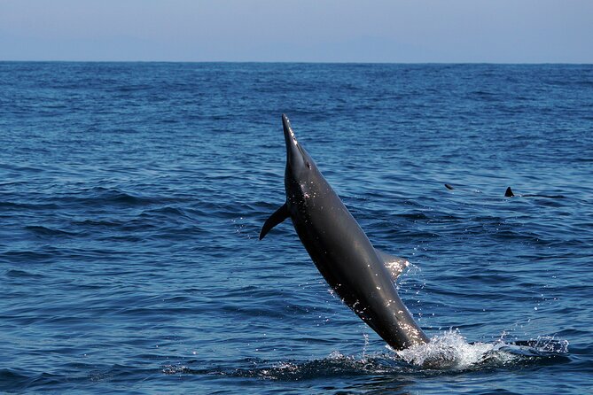Dolphin & Whale Watching with Marine Biologists - The hydrophone makes the quiet moments count