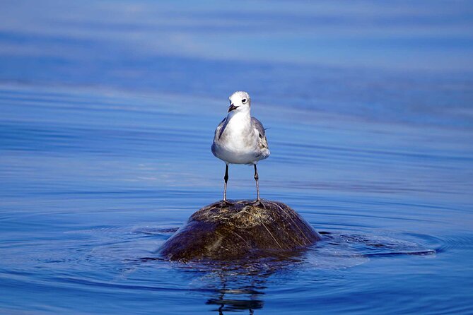 Dolphin & Whale Watching with Marine Biologists - Small-group comfort and the open-boat tradeoff