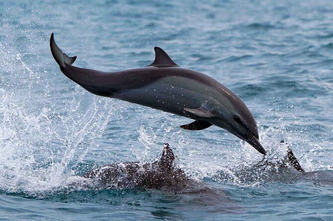 Dolphin & Whale Watching with Marine Biologists - Is the $59.74 price good value?
