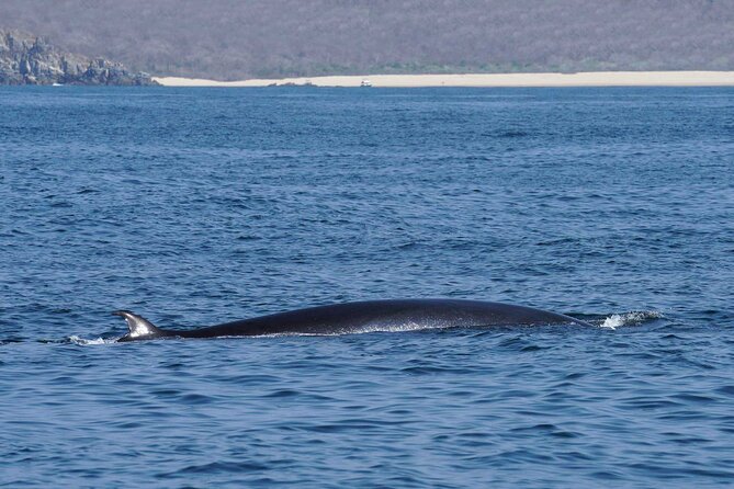 Dolphin & Whale Watching with Marine Biologists - Who will enjoy this Huatulco boat trip?