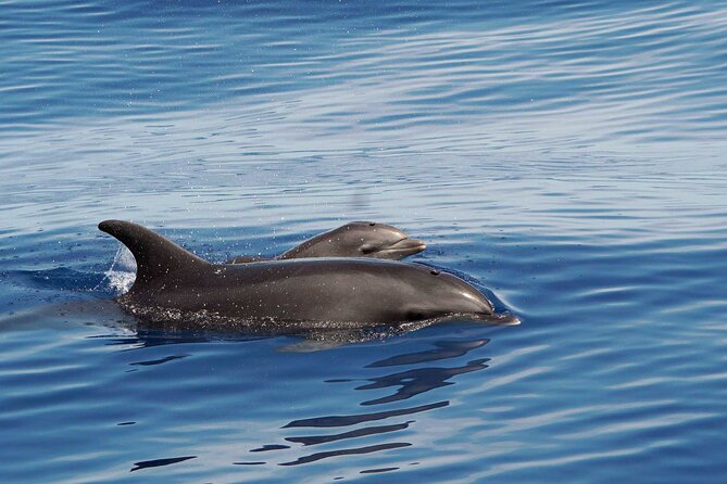 Dolphin & Whale Watching with Marine Biologists - Huatulco National Park and the offshore search