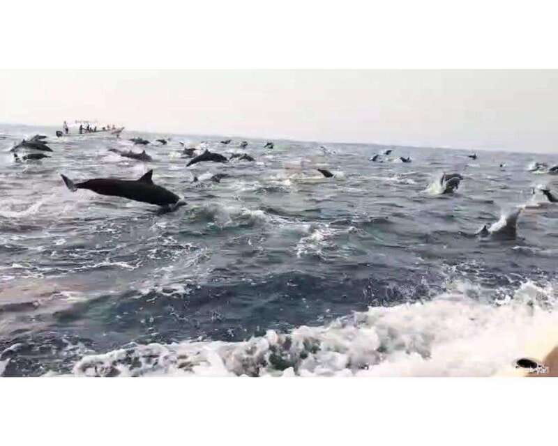 Dolphins and whales watching in Puerto Escondido. - A two-hour search along the coast