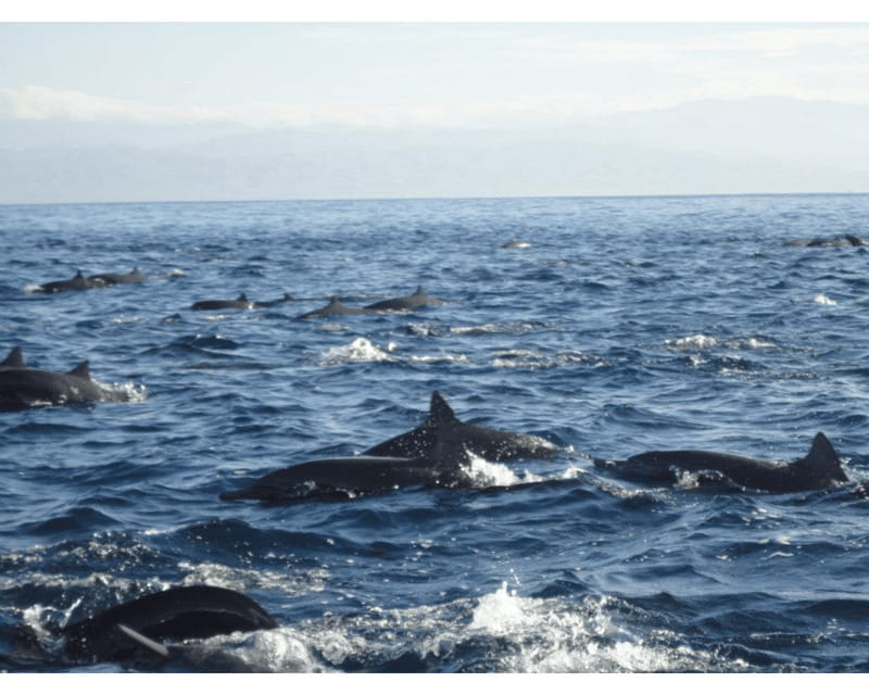 Dolphins and whales watching in Puerto Escondido. - Is $75 a fair price?