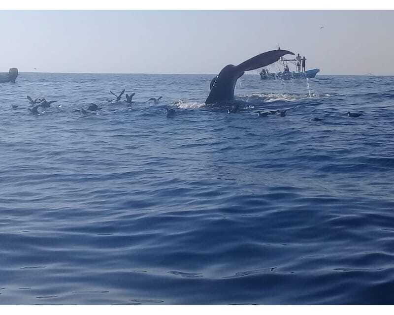Dolphins and whales watching in Puerto Escondido. - The service question you should not ignore