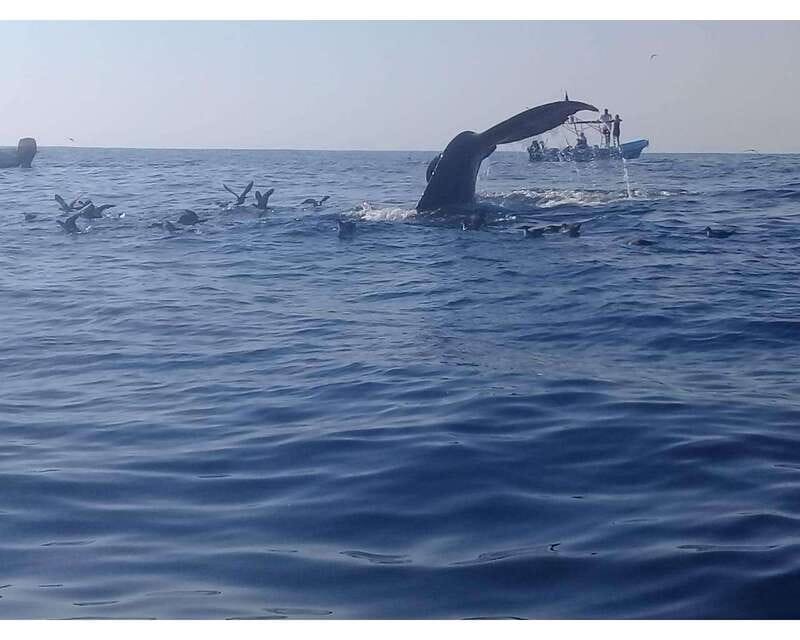 Dolphins and whales watching in Puerto Escondido. - From your hotel to the main bay