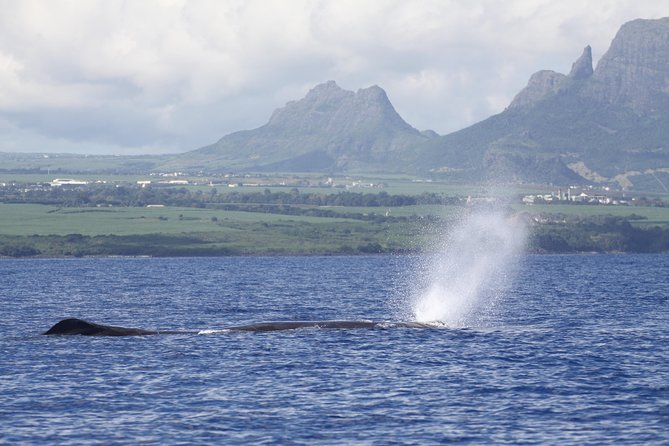 Dolphins Encounter and Whale Watching - A 7 a.m. start from Black River