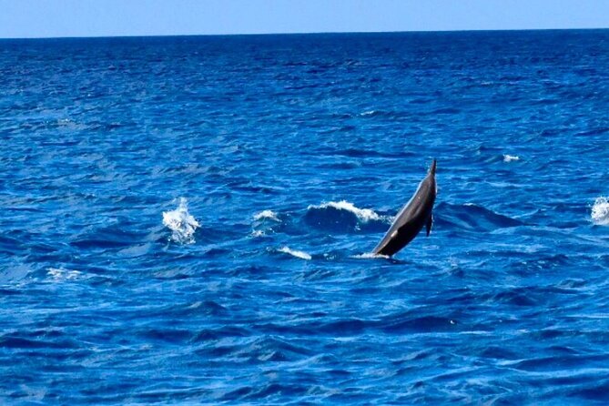 Dolphins Encounter and Whale Watching - Snorkeling the reef after the dolphin encounter
