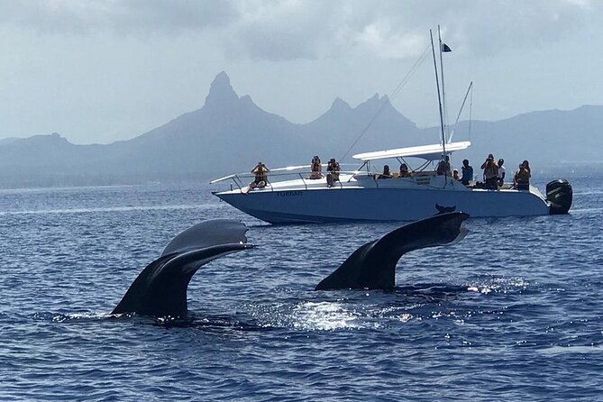 Dolphins Encounter and Whale Watching - Watching dolphins without turning the sea into a circus