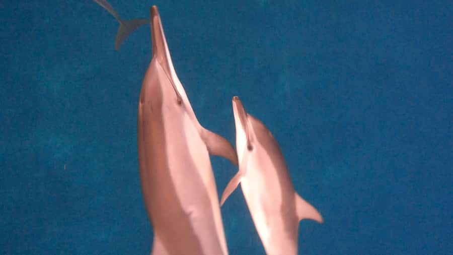 Dolphins & whale watching - A small boat makes the outing more personal