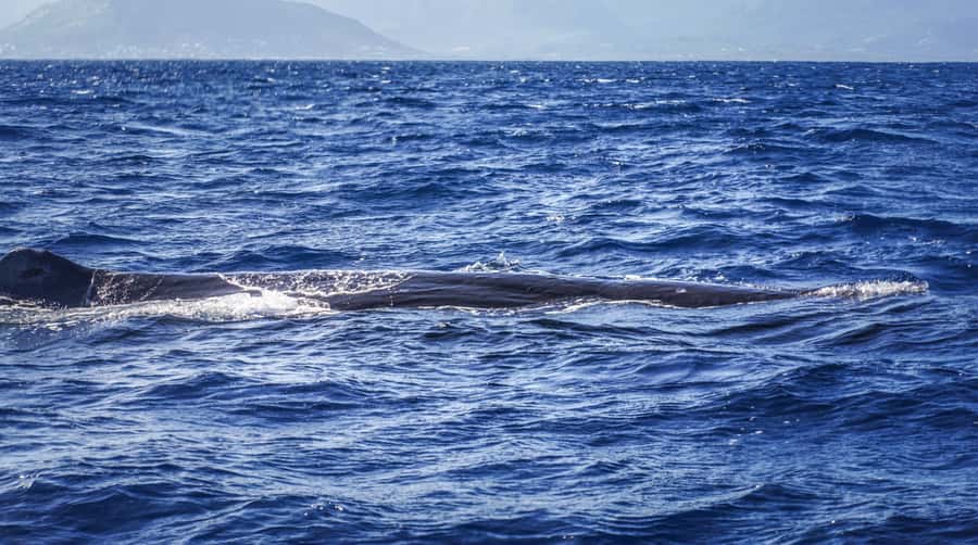 Dolphins & whale watching - Whale watching with clear seasonal limits