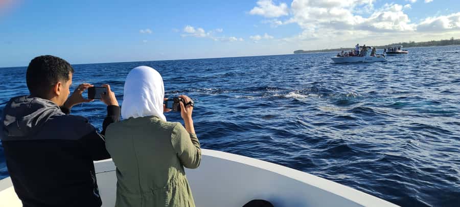 Dolphins & Whales, Private Tour Snorkeling - What the $635 price really means