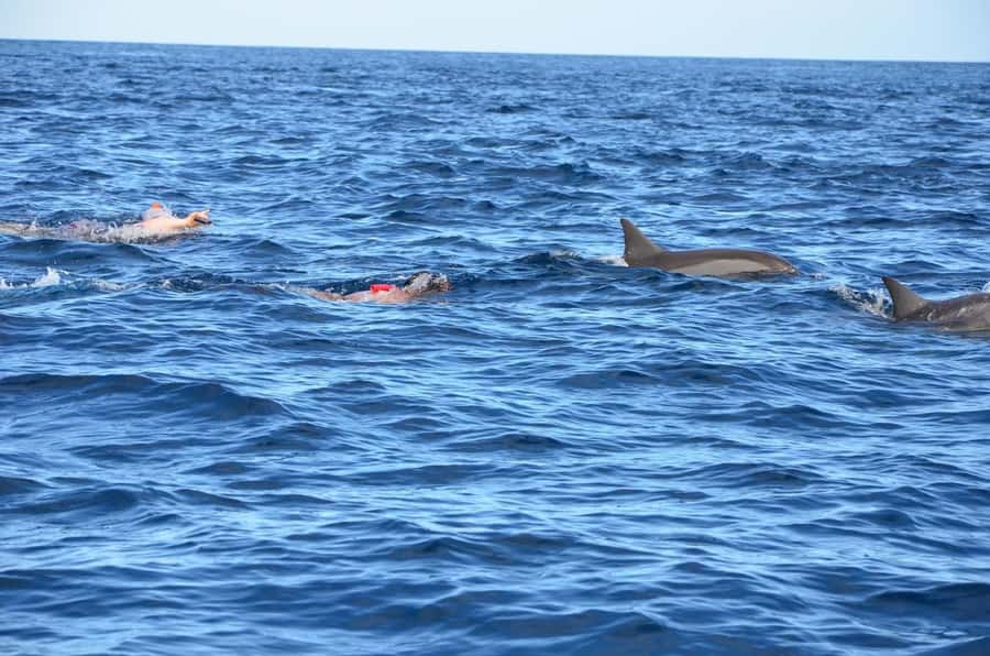 Dolphins & Whales, Private Tour Snorkeling - How the trip has performed in practice