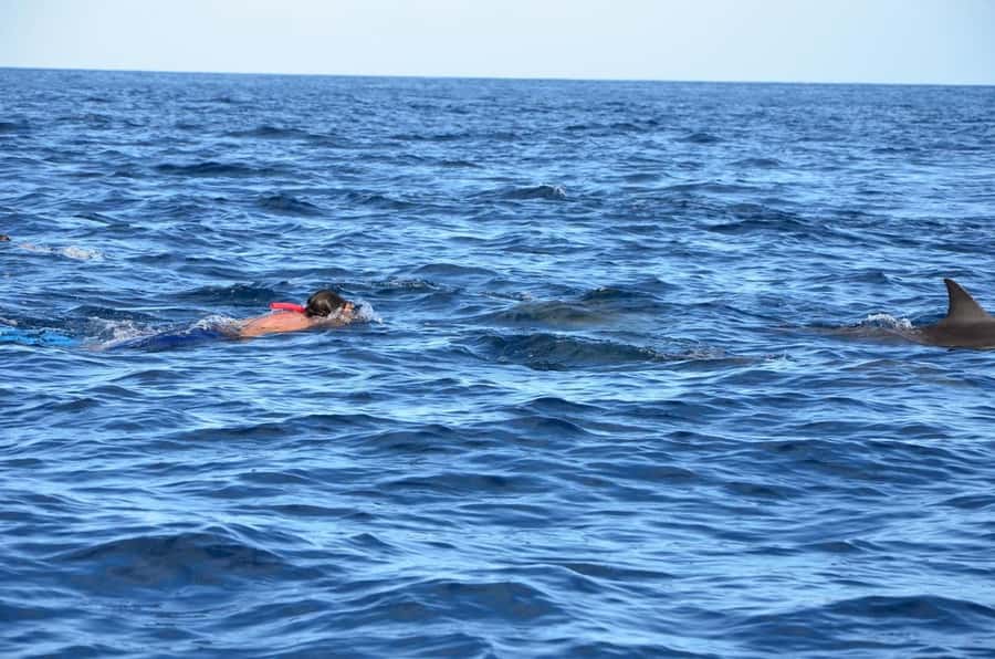 Dolphins & Whales, Private Tour Snorkeling - Should you book this Mauritius dolphin and whale tour?