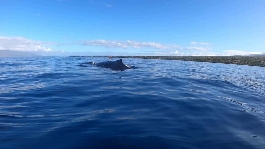Dolphins & Whales, Private Tour Snorkeling - Looking for whales in the open sea