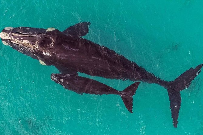 Dunsborough Whale Watching Eco Tour - Choosing the cabin, deck, or flybridge