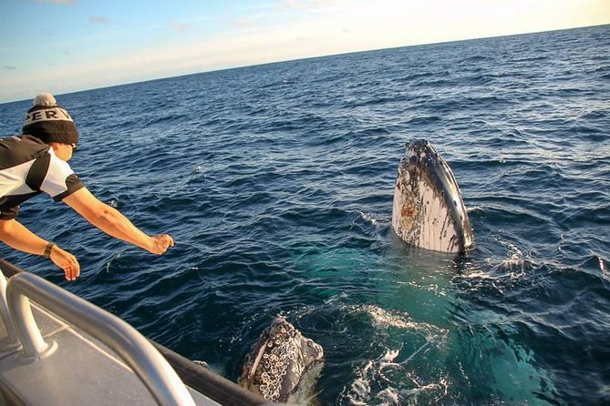 Dunsborough Whale Watching Eco Tour - What the price includes, and what it is worth