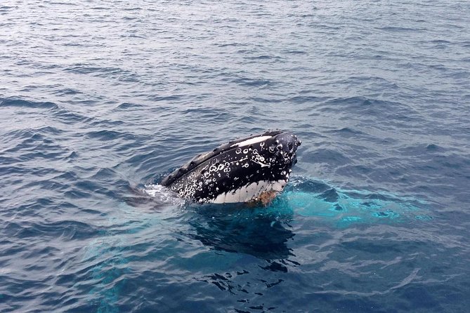Dunsborough Whale Watching Eco Tour - Who will enjoy this boat trip most