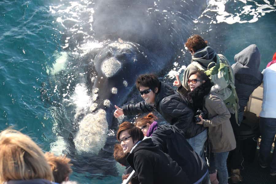 Dunsborough: Whale Watching Tour - Key points at a glance