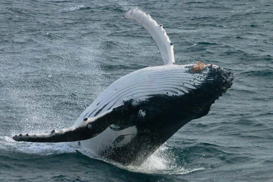 Dunsborough: Whale Watching Tour - Why Geographe Bay makes a good whale-watching setting