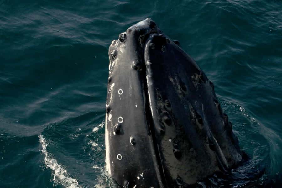 Dunsborough: Whale Watching Tour - The first minutes on Geographe Bay