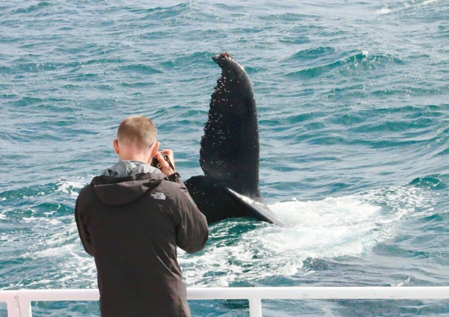 Dunsborough: Whale Watching Tour - Watching humpbacks, calves, and playful behaviour