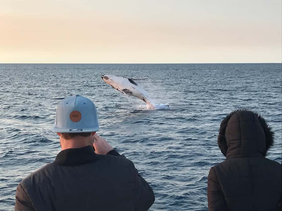 Dunsborough: Whale Watching Tour - Tea, comfort, and the practical side of the boat