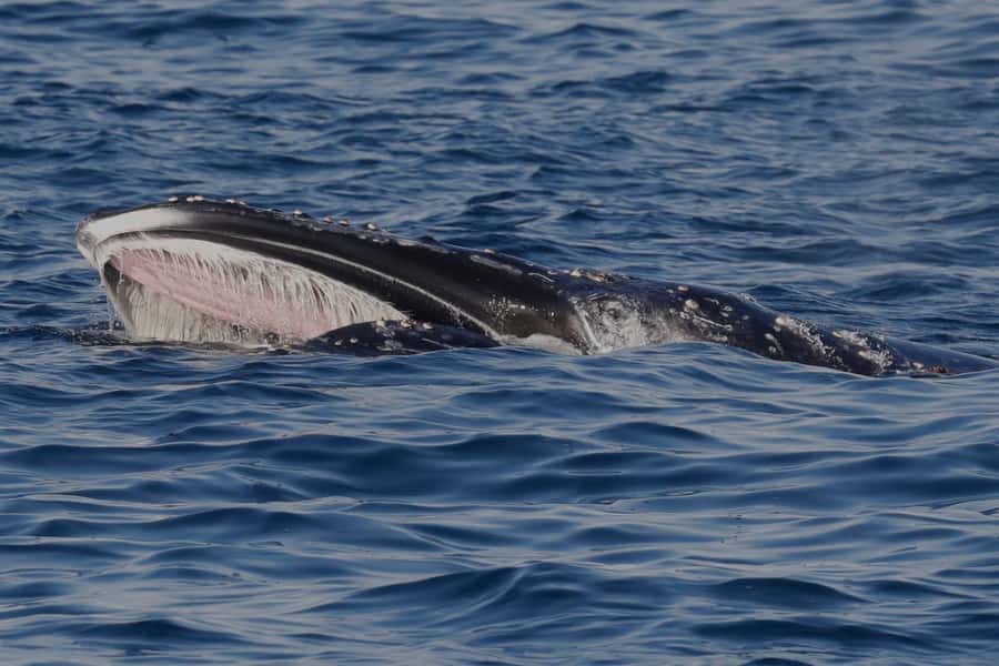 Dunsborough: Whale Watching Tour - Is $74 a fair price?