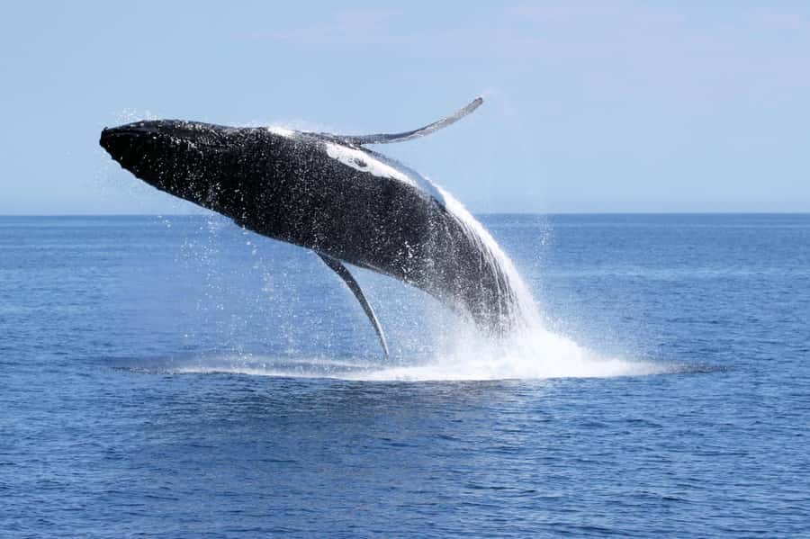 Dunsborough: Whale Watching Tour - Boarding Alison Maree at Quindalup