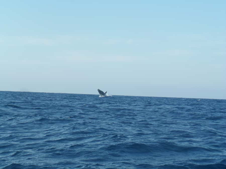 Durban: Durban: Whale and Dolphin Watching Boat Tour - Key points to know before you go