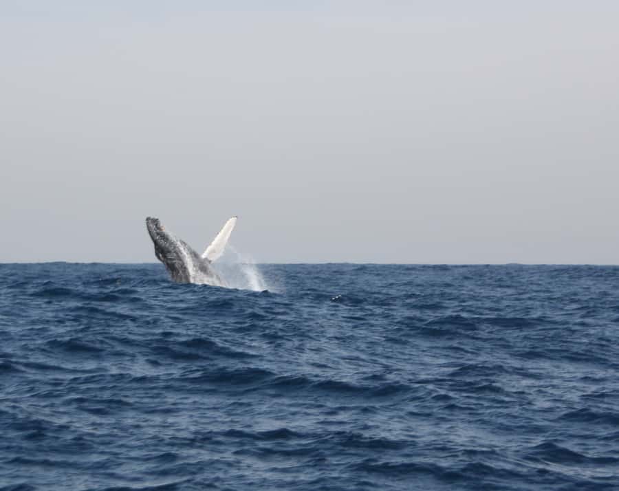 Durban: Durban: Whale and Dolphin Watching Boat Tour - Who should book this Durban cruise?