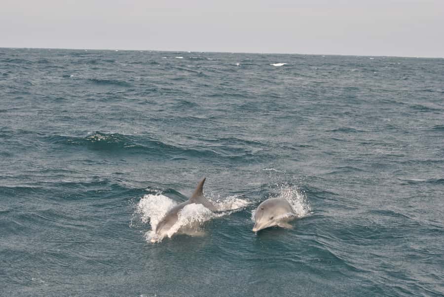 Durban: Durban: Whale and Dolphin Watching Boat Tour - Small boats, changing vessels, and comfort