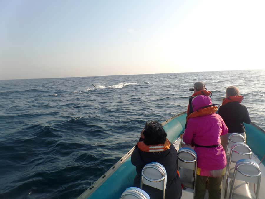 Durban: Durban: Whale and Dolphin Watching Boat Tour - How to get the best possible outing